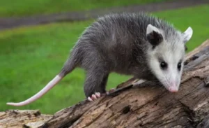 The Amazing World of the Tlacuache Nature's Clever Little Survivor